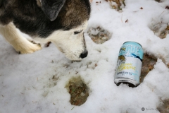 Rogue Yellow Snow with Wolfe