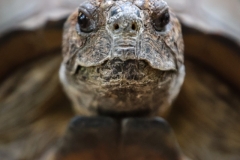 Brew-At-the-Zoo-Atlanta-02