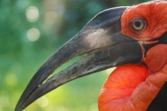 Brew-At-the-Zoo-Atlanta-04