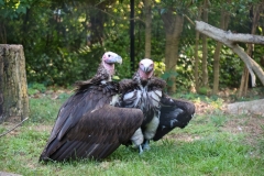 Brew-At-the-Zoo-Atlanta-05