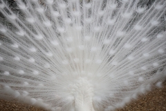 Brew-At-the-Zoo-Atlanta-11