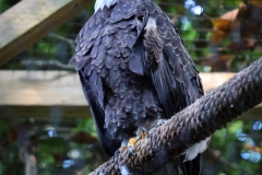 Brew-At-the-Zoo-Atlanta-12