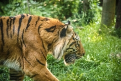 Brew-At-the-Zoo-Atlanta-13