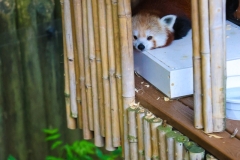 Brew-At-the-Zoo-Atlanta-14