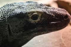 Brew-At-the-Zoo-Atlanta-15