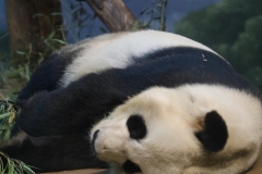 Brew-At-the-Zoo-Atlanta-16