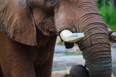 Brew-At-the-Zoo-Atlanta-22