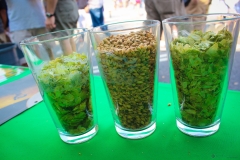 Dunwoody-Beer-Fest-2012-24
