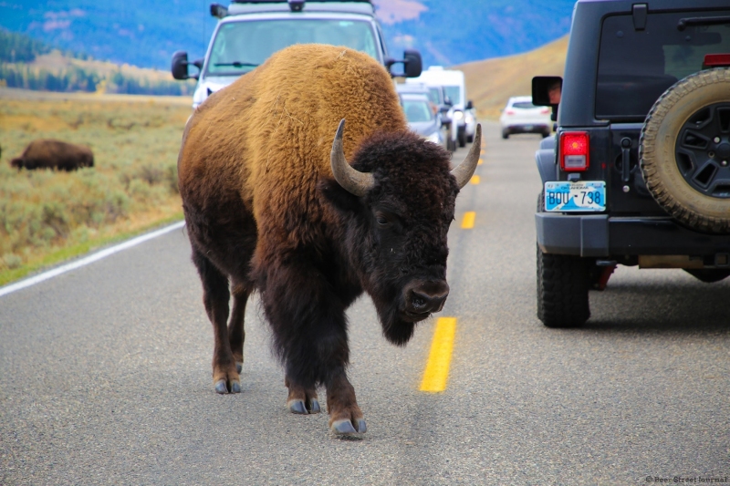 Bison don't give a shit. They go where they want.