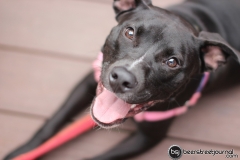 SweetWater-IPA-Day-2013-16