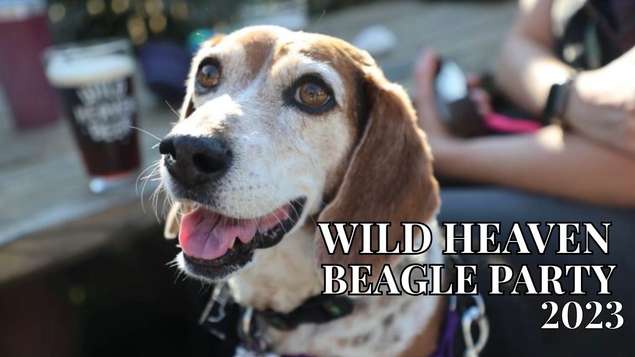 Wild Heaven Beagle Party Pics 2023 Thumbnail